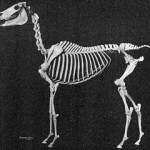 Horse Skeleton