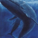 Blue whales