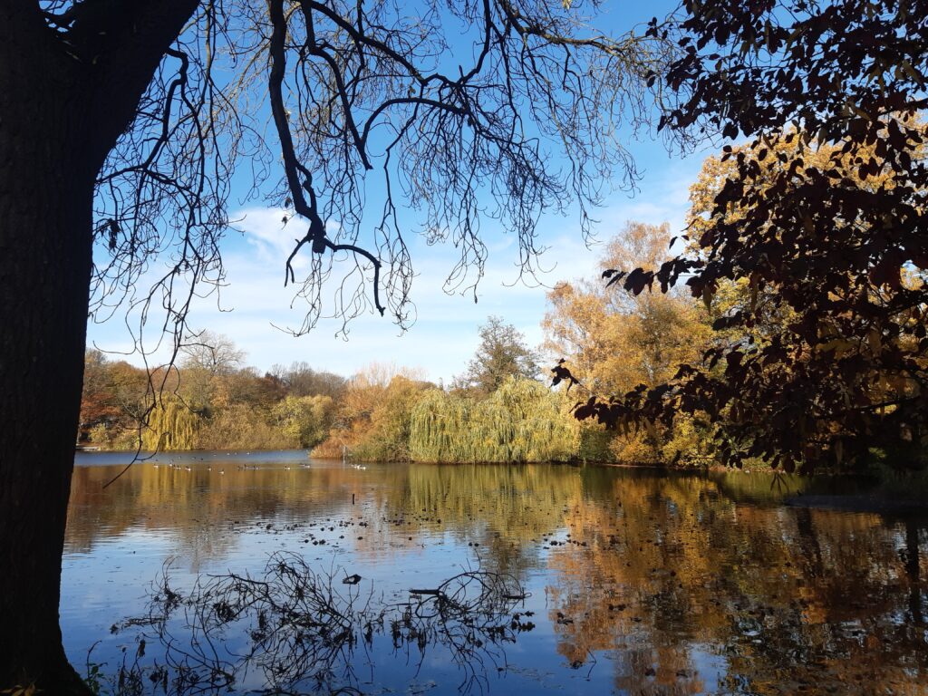 Progress Report November 2023
Image shows a pond in a park, with a big tree framing it to the left and leaves on the right. At the other side of the pond trees show off fall colors, underneath a blue sky with thin white clouds.